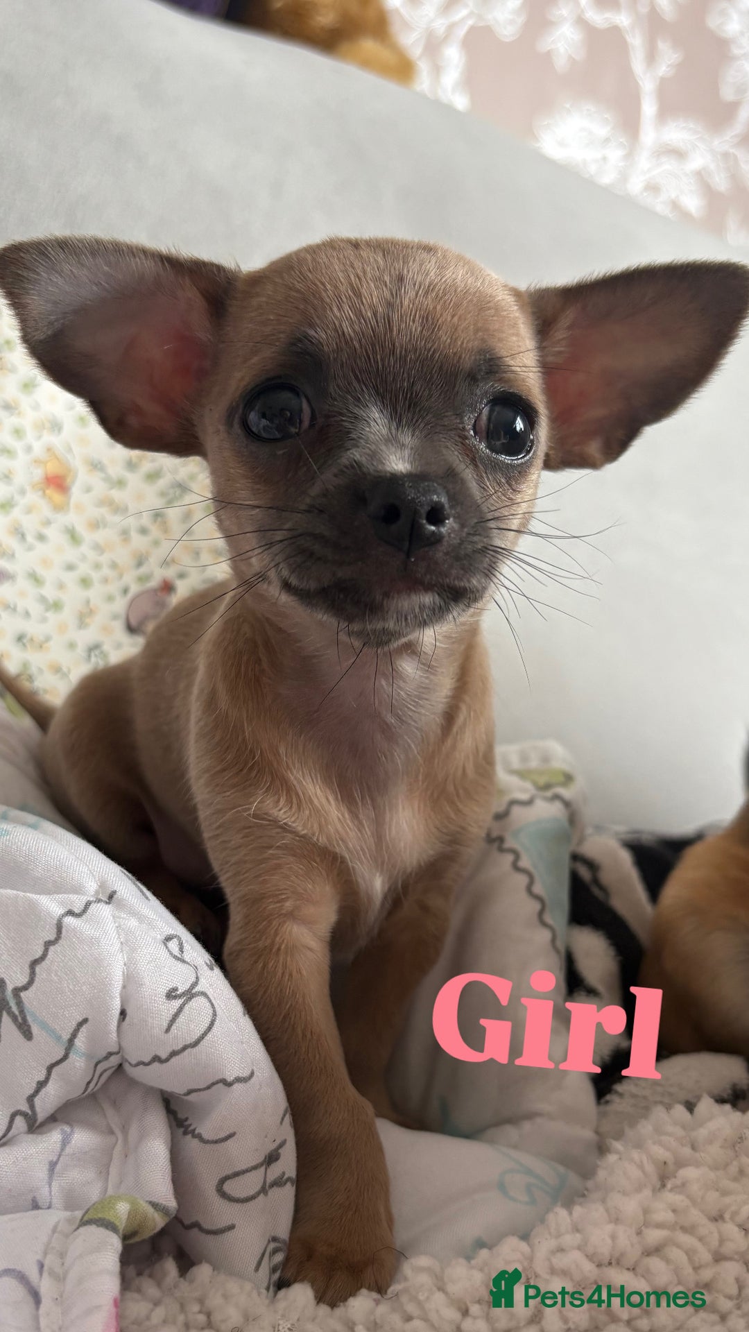 Chihuahua dogs for sale: Cute Chihuahua Pups - Image 5