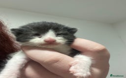 Mixed Breed cats for sale: 5 beautiful mixed breed kittens❤️ - Image 7