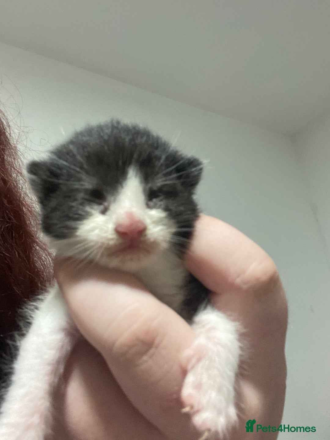 Mixed Breed cats for sale: 5 beautiful mixed breed kittens❤️ - Image 7