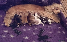 Cocker Spaniel dogs for sale: Show Type Cocker Spaniels Health Tested Parents  - Image 2