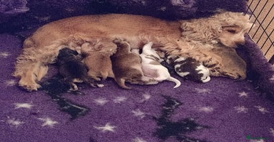 Cocker Spaniel dogs - Advert 2