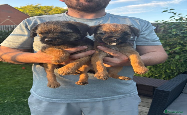 Border Terrier dogs - Advert 2