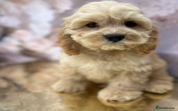 Cockapoo dogs for sale: YANKYDOODLES (COCKERPOOS) - Image 6