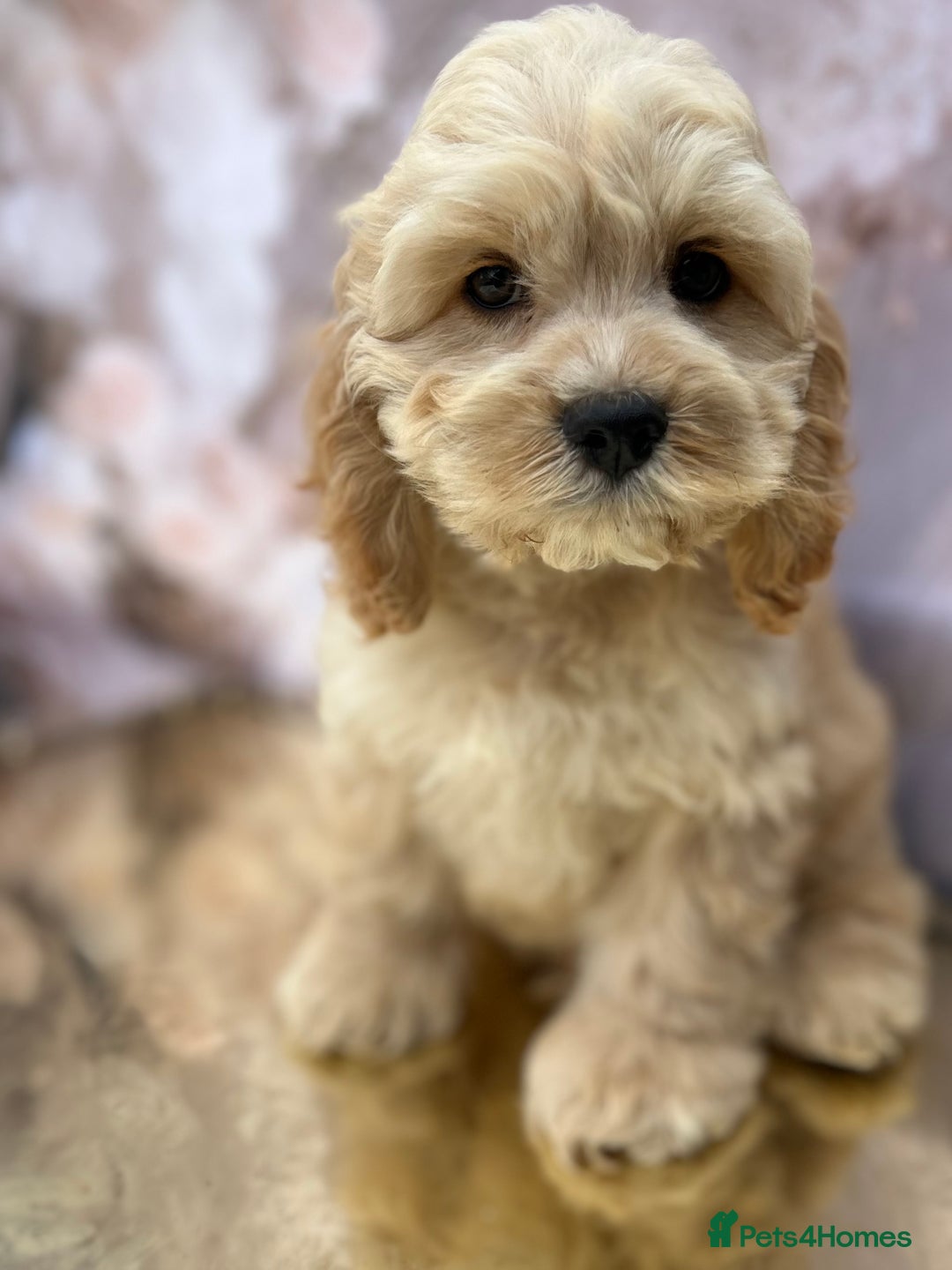 Cockapoo dogs for sale: YANKYDOODLES (COCKERPOOS) - Image 6