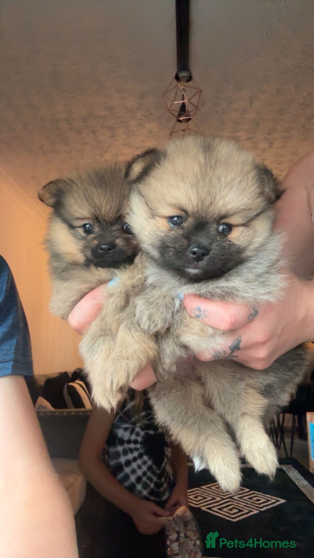 Pomeranian dogs for sale: Beautiful tiny Pomeranian puppies  - Advert 11