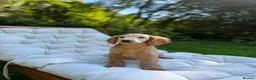 Cockapoo dogs for sale: F2b cockapoo puppies - Advert 8