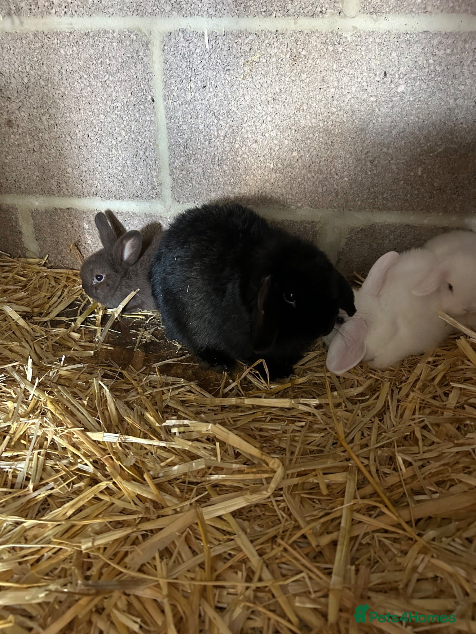 Mini Lop rabbits Mini lops - Advert 3