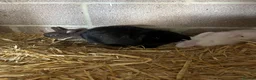 Mini Lop rabbits for sale: Mini lops - Advert 1