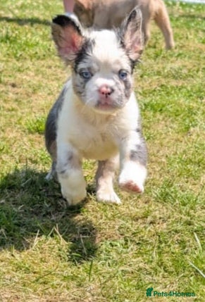 French Bulldog dogs Fluffy French Bulldogs - Advert 2