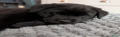 Dark Green (M) - Bramble
