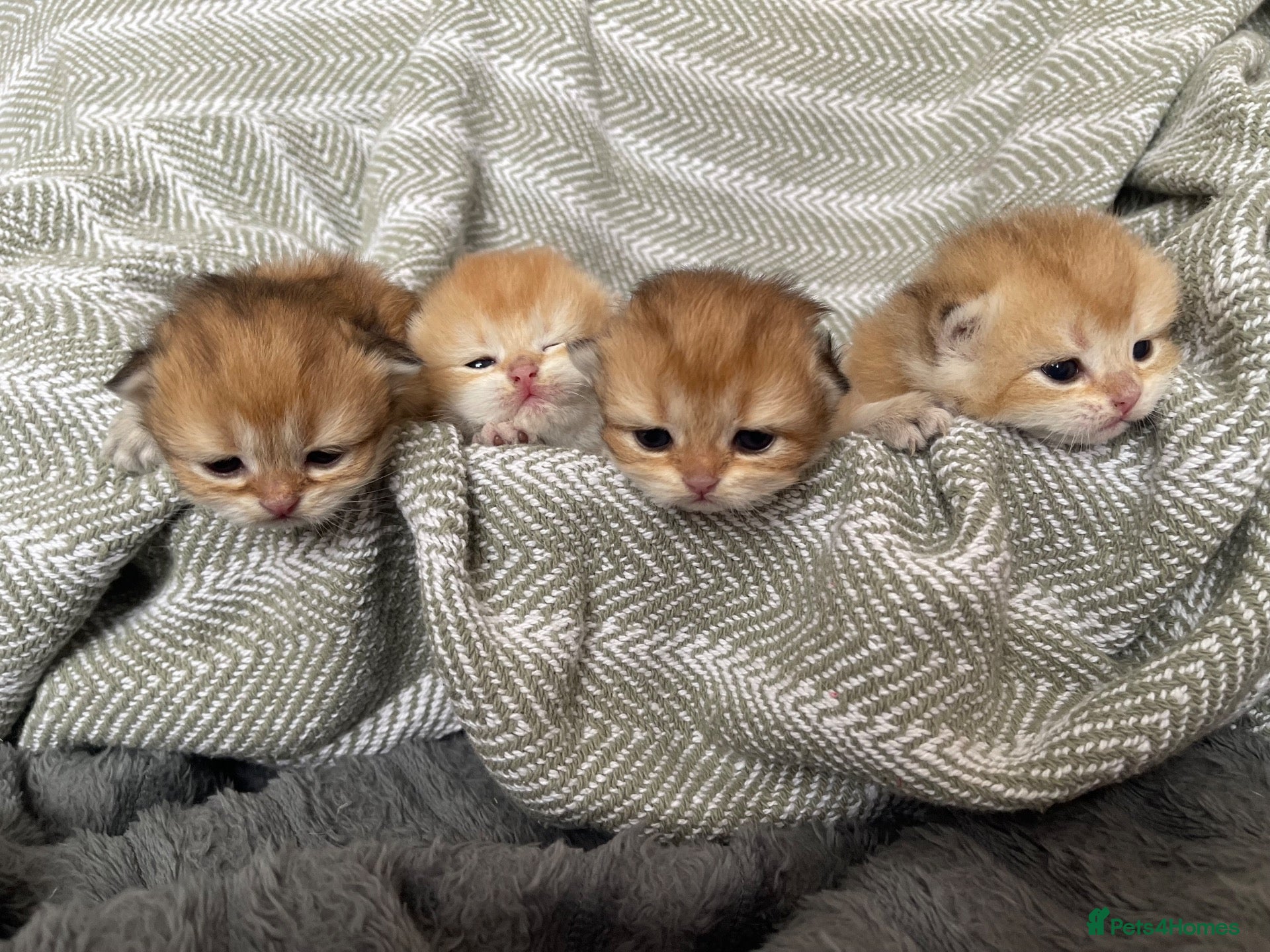 British Shorthair cats Beautiful BSH NY11 NY12 kittens - Advert 1