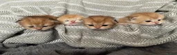 British Shorthair cats for sale: Beautiful BSH NY11 NY12 kittens - Advert 1