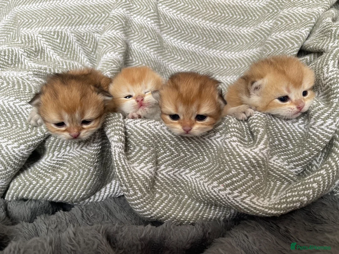 British Shorthair cats for sale: Beautiful BSH NY11 NY12 kittens - Advert 1