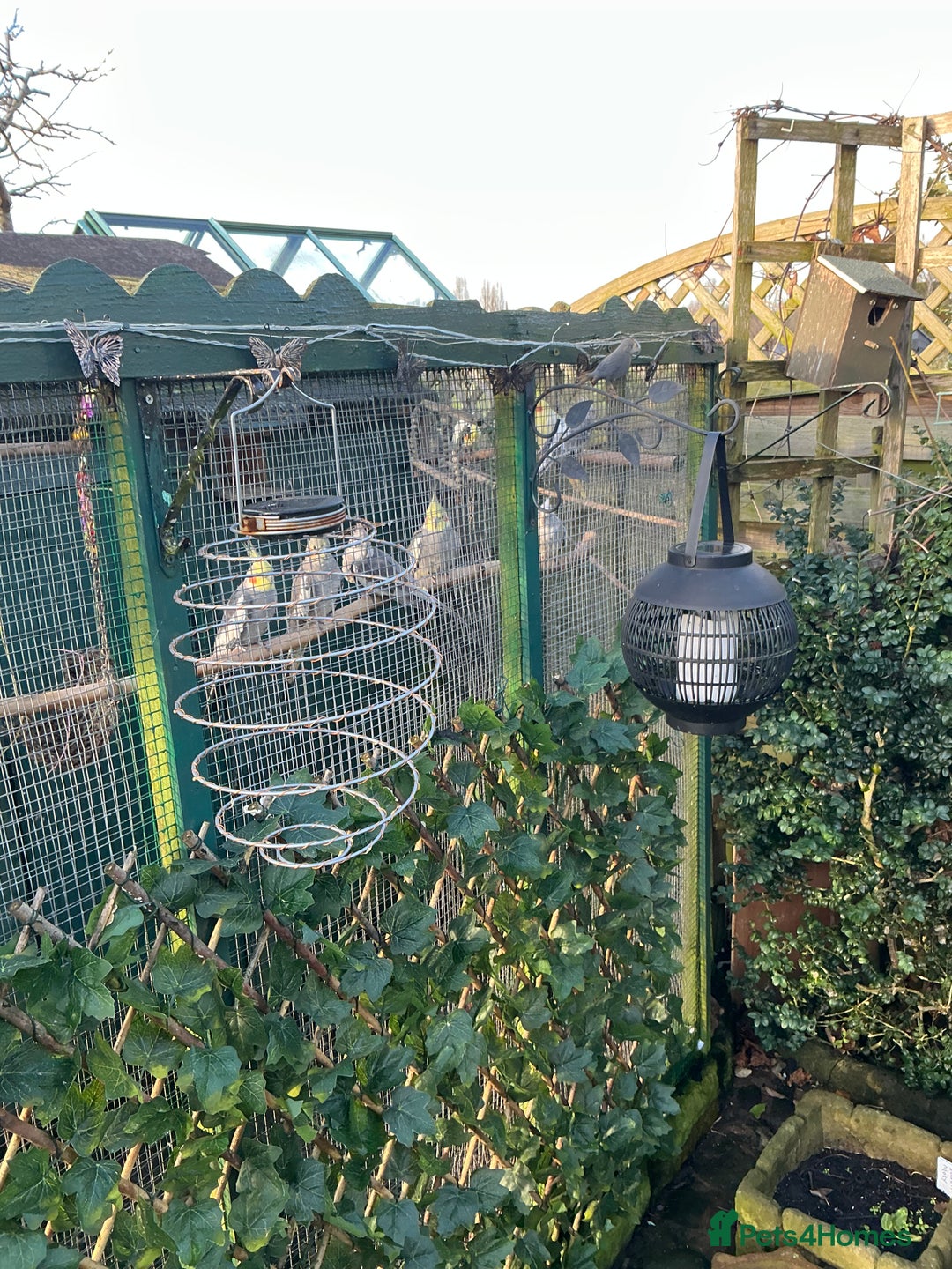 Cockatiels birds for sale: Cockertiels - Advert 2