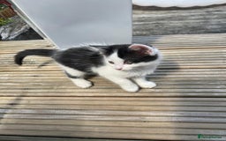 Mixed Breed cats for sale: Lovely Kitten for sale only 50£  - Image 4