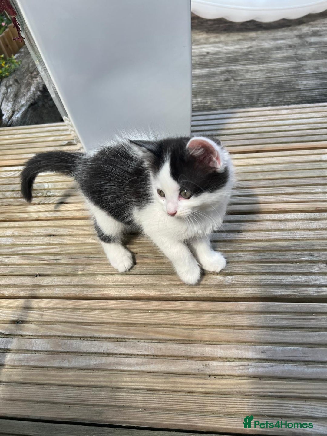 Mixed Breed cats for sale: Lovely Kitten for sale only 50£  - Image 4