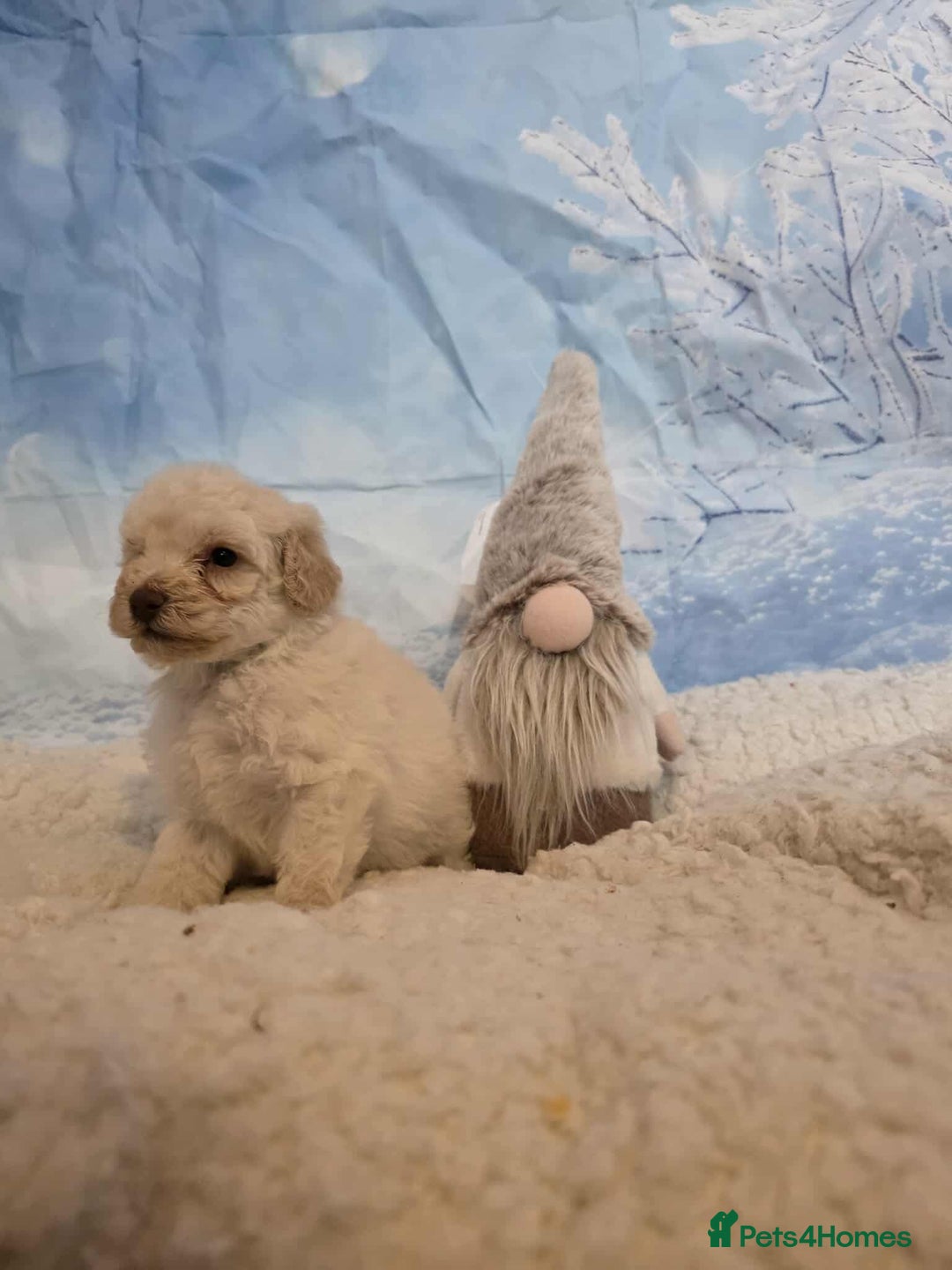 Miniature Poodle dogs for sale: One wee boy 💙READY NOW  - Advert 4