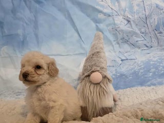 Miniature Poodle dogs Miniture poodle babies - Advert 3