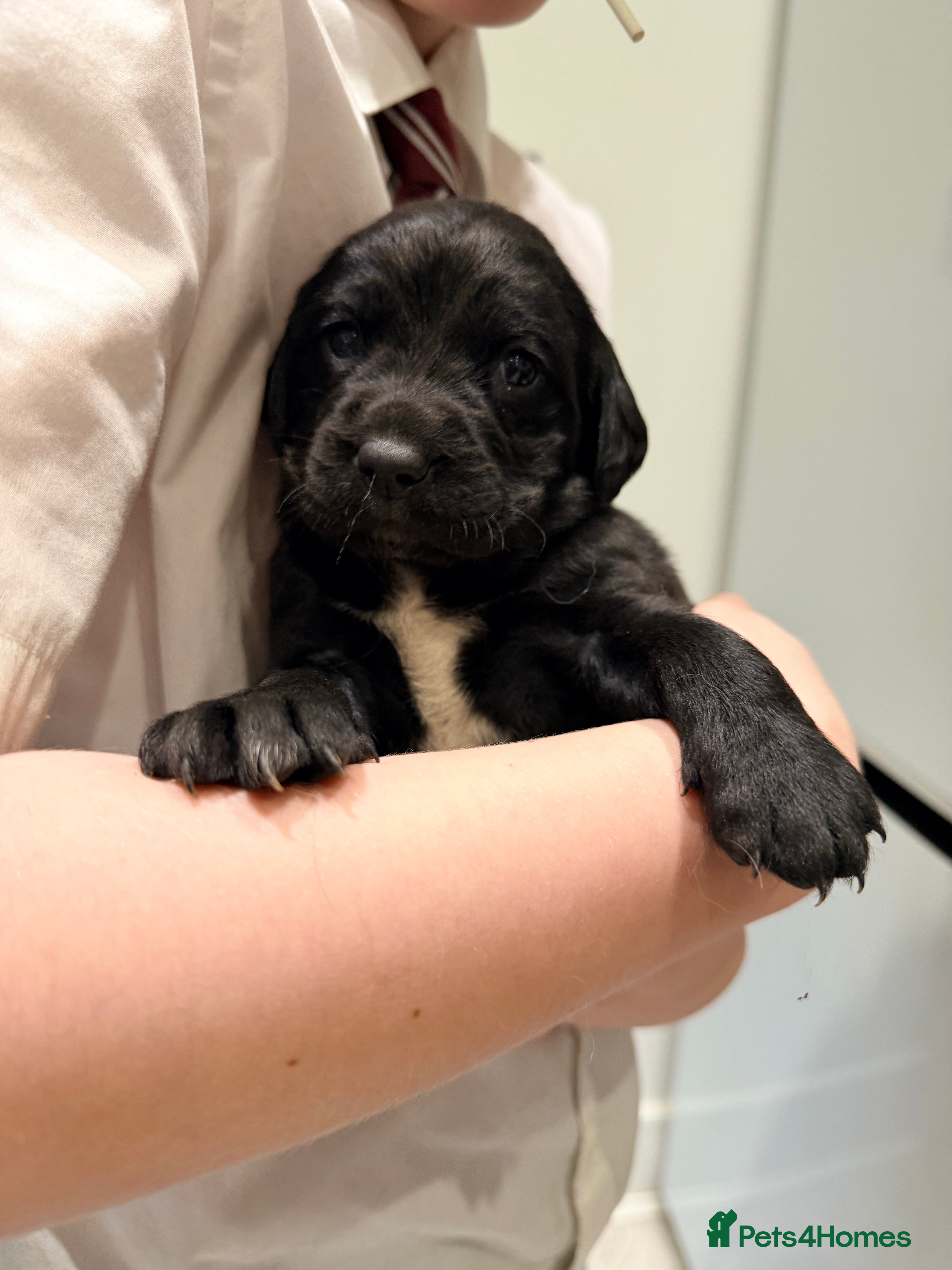 Springador dogs Springadors  - Advert 9