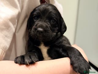 Springador dogs Springadors - Advert 13