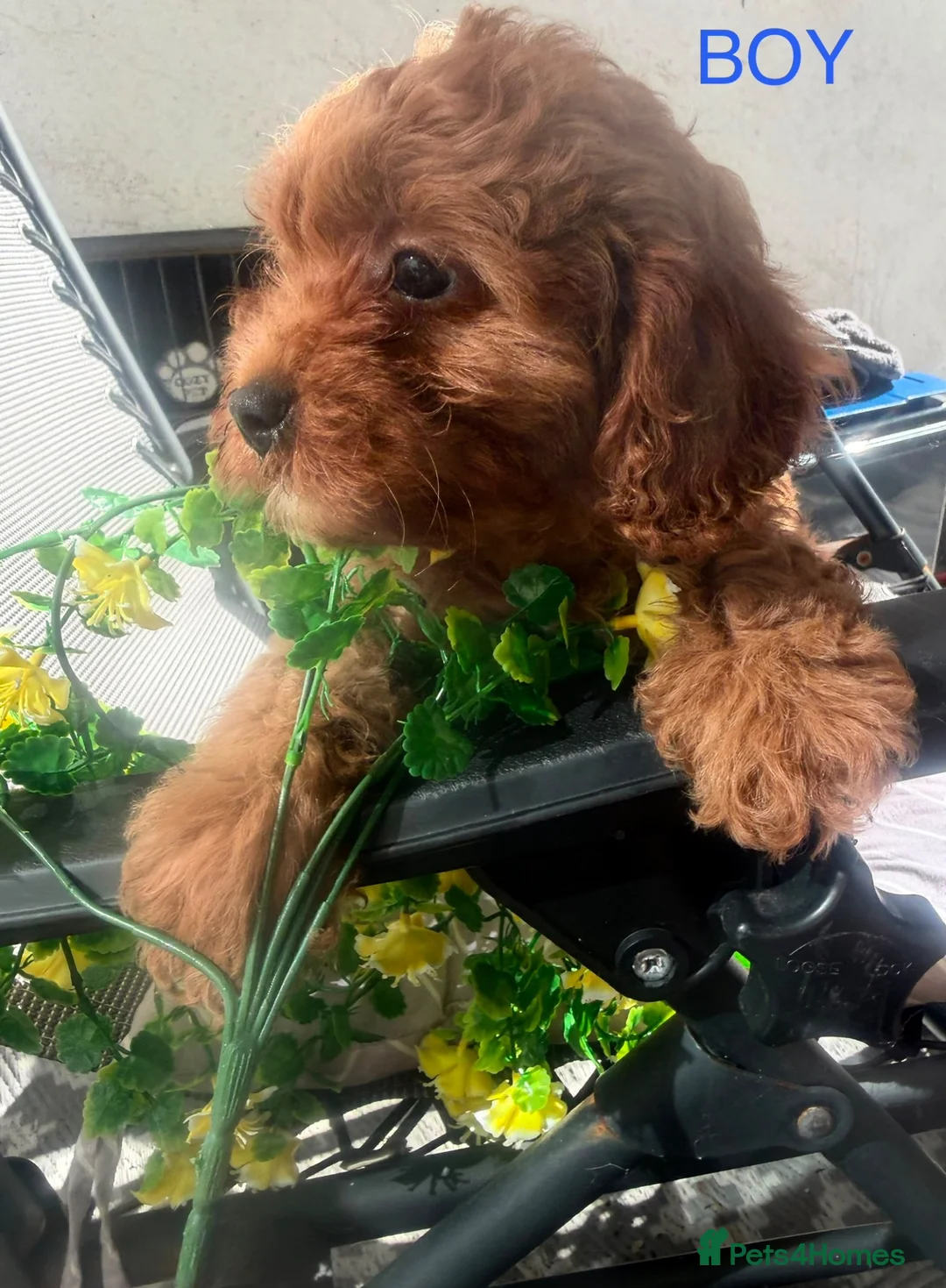 Cavapoo dogs for sale: 3 Beautiful Cavapoo Puppies - Advert 2