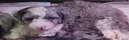Mixed Breed dogs for sale: 9 week Cockerpoo x Cavapoo puppies Ready to go. - Advert 21