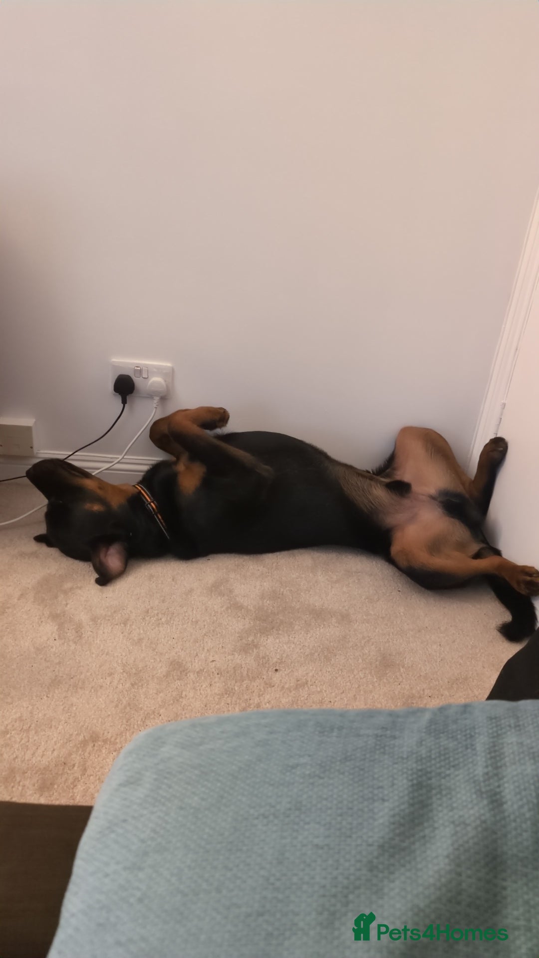 Rottweiler dogs for sale: Max 10 month old Rottweiler boy  - Advert 9