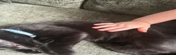 Domestic Shorthair cats for sale: Kitten  in Edenbridge - Advert 4