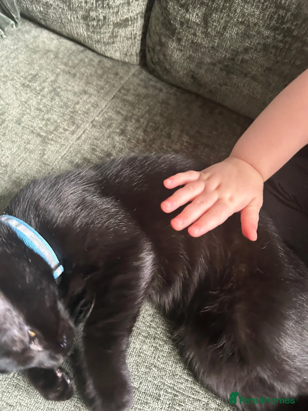 Domestic Shorthair cats for sale: Kitten  in Edenbridge - Advert 4