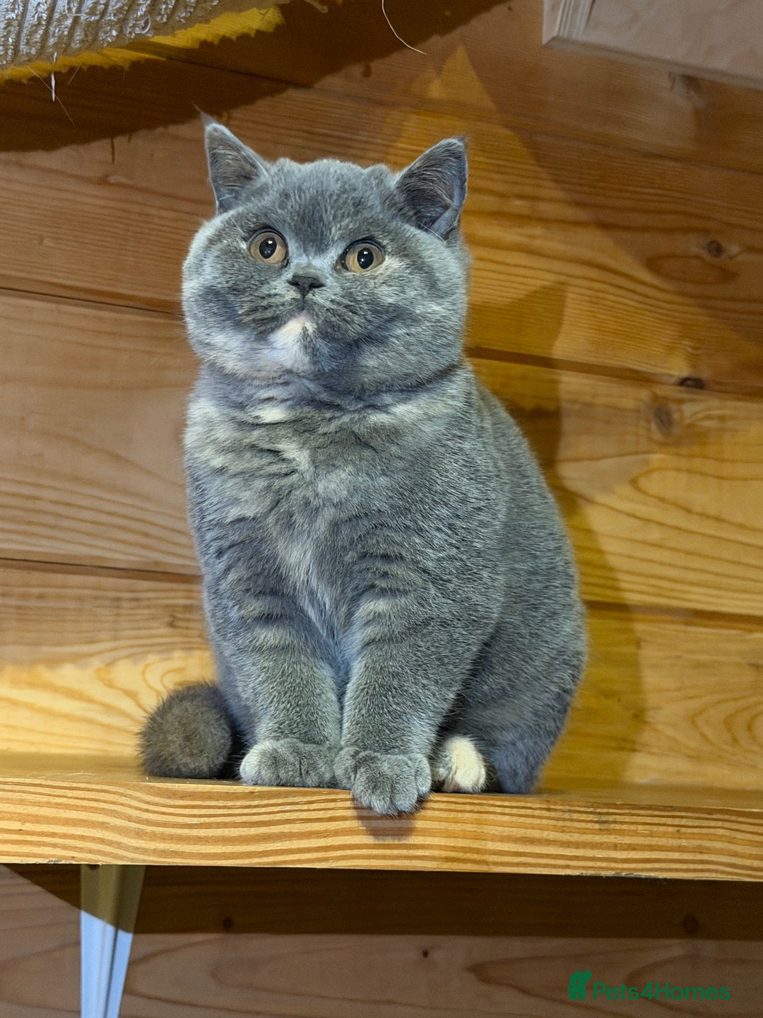 British Shorthair cats for sale: British Shorthair Kittens blue tortie  - Advert 2