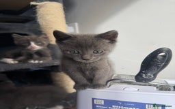 Mixed Breed cats for sale: Stunning Maine coon cross ragdoll kittens - Image 4