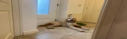 Standard Poodle dogs for stud: Leo our stunning light red/apricot standard poodle in Saint Helens - Advert 4