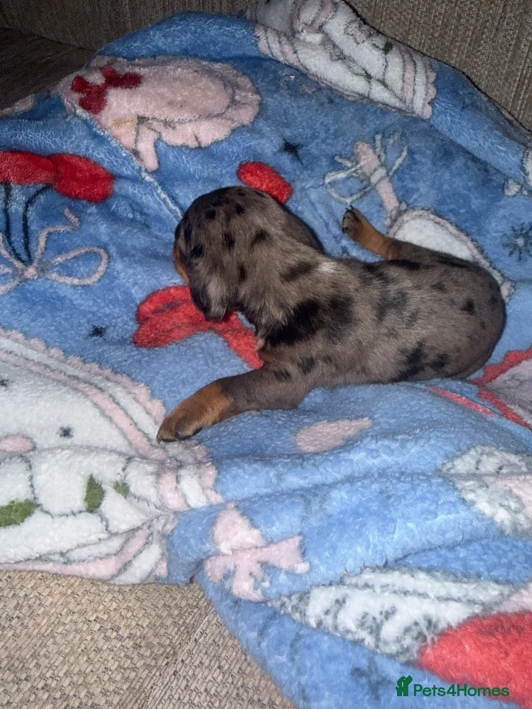 Miniature Dachshund dogs for sale: Miniature dachshund  - Advert 2