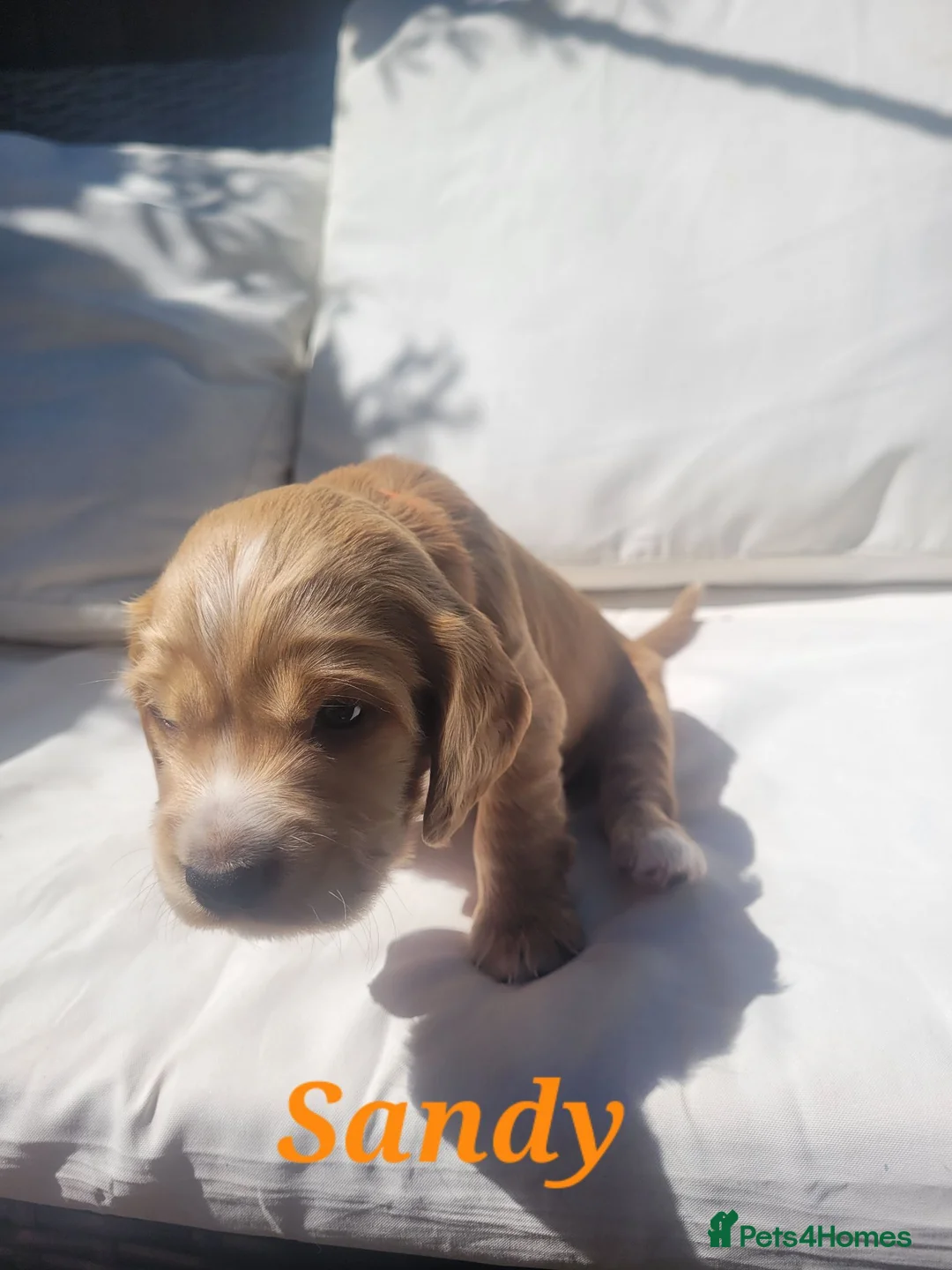 Cocker Spaniel dogs for sale: Beautiful golden working cocker spaniel puppies  - Advert 2