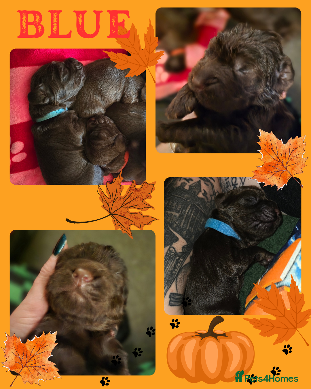 Cocker Spaniel dogs for sale: Cocker spaniel puppies - Image 13