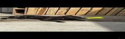Staffordshire Bull Terrier dogs for sale: Staffordshire bull terrier full kc - Advert 5