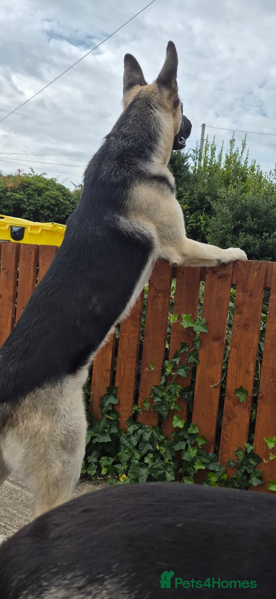 German Shepherd dogs Rare East european shepherd uk - Advert 8