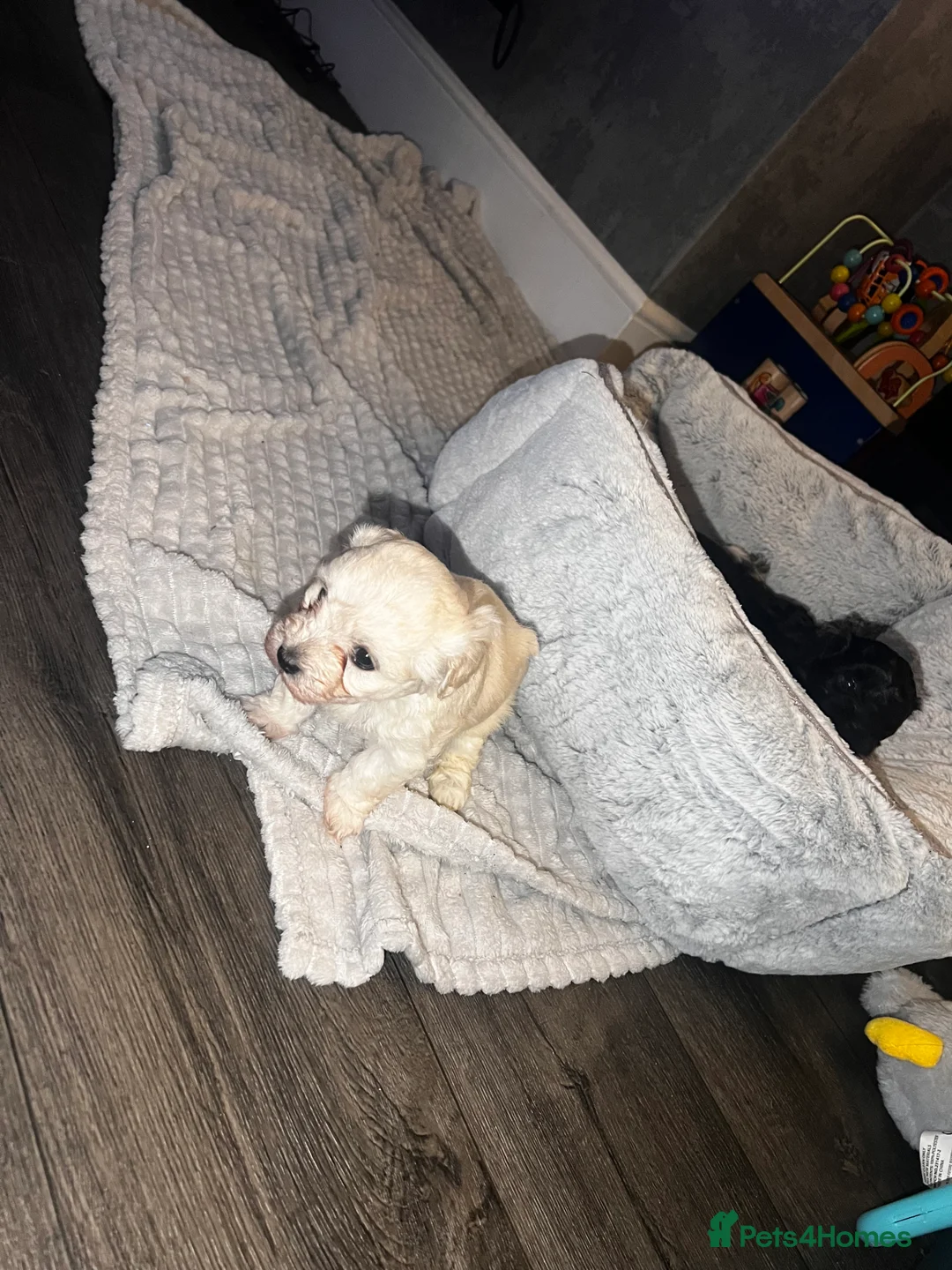 Maltipoo dogs for sale: STILL AVAILABLE!!! Stunning F1 Maltipoos  - Advert 12