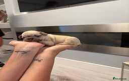 French Bulldog dogs for sale: 4 beautiful ** frenchies  - Image 12