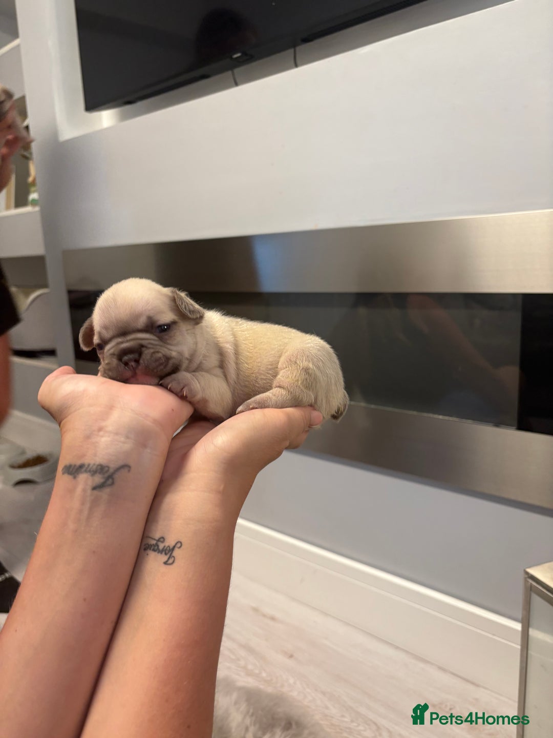French Bulldog dogs for sale: 4 beautiful ** frenchies  - Image 12