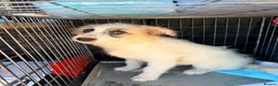 Mixed Breed dogs for adoption: Lulu The Little Survivor with the Big Personality - Advert 1