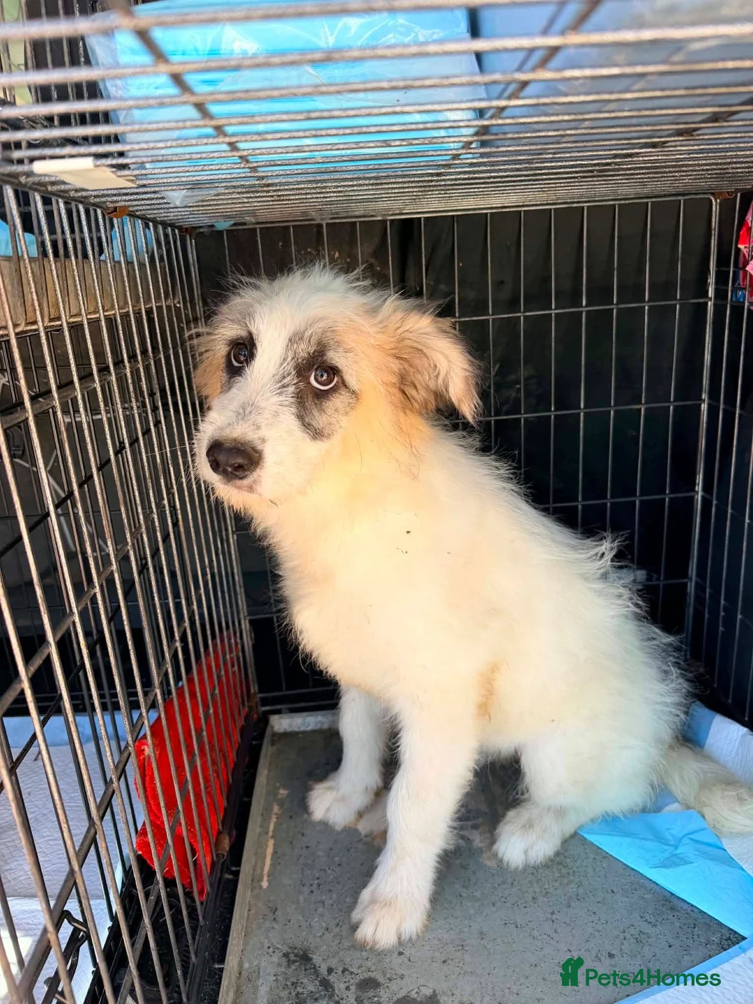 Mixed Breed dogs for adoption: Lulu The Little Survivor with the Big Personality - Advert 1