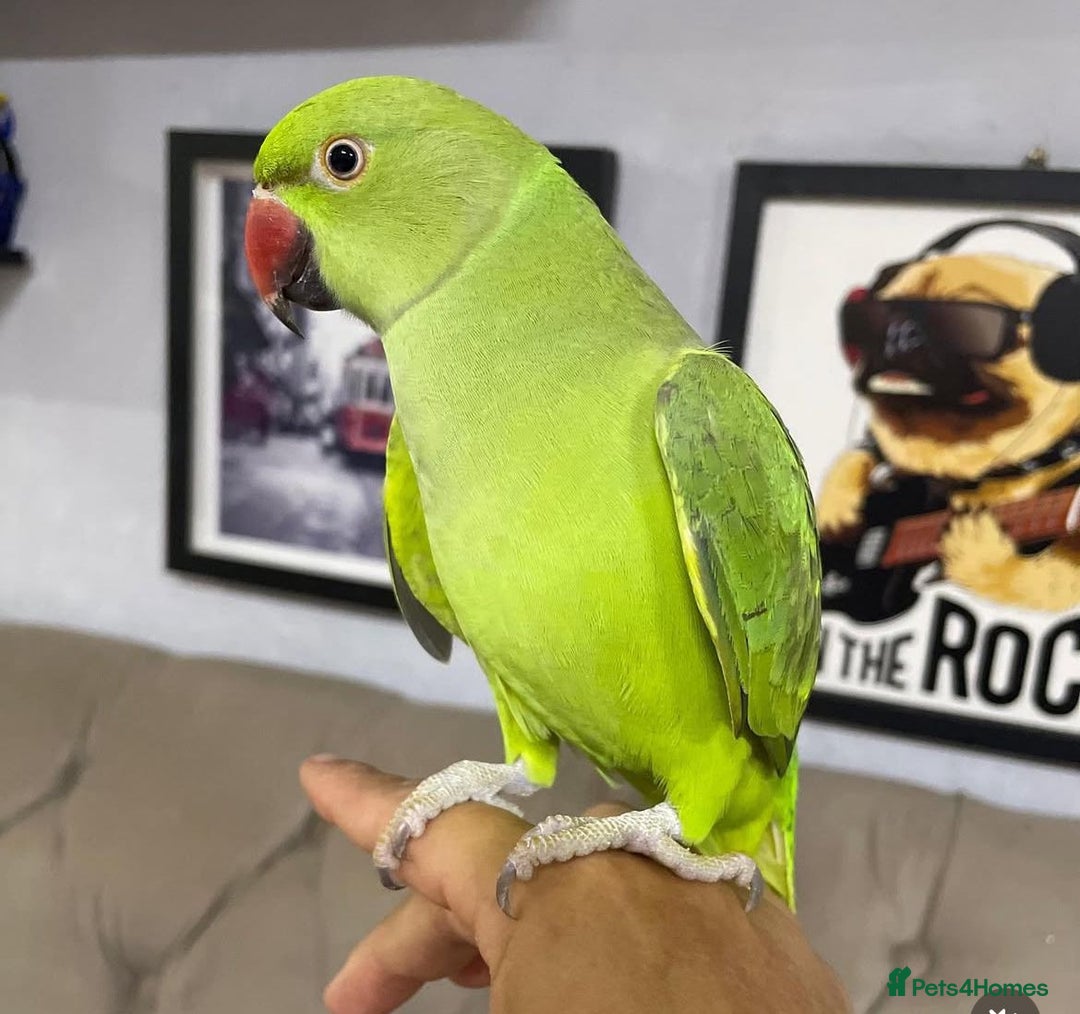 Ringnecks birds for sale: Green ringneck Parrot  - Image 4