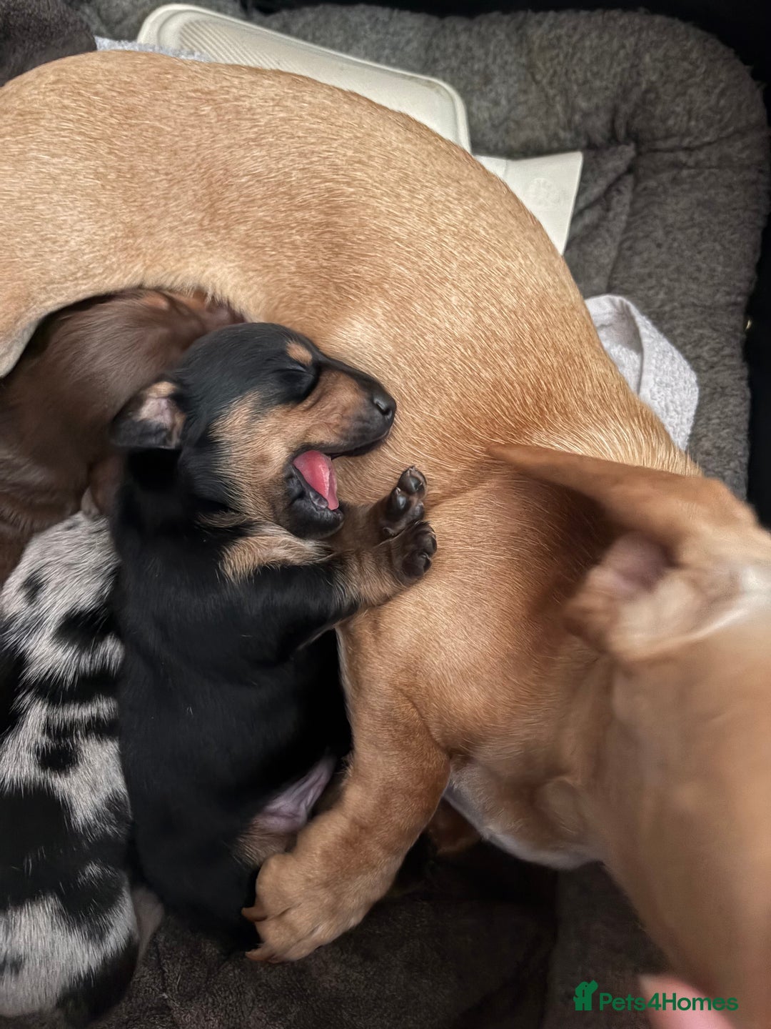 Miniature Dachshund dogs for sale: Miniature dachshund puppies  - Image 2