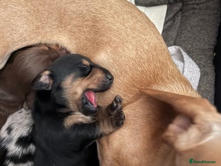 Miniature Dachshund dogs - Advert 18