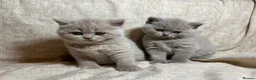 British Shorthair cats for sale: Multicolour GCCF Registered BSH kittens - Advert 28