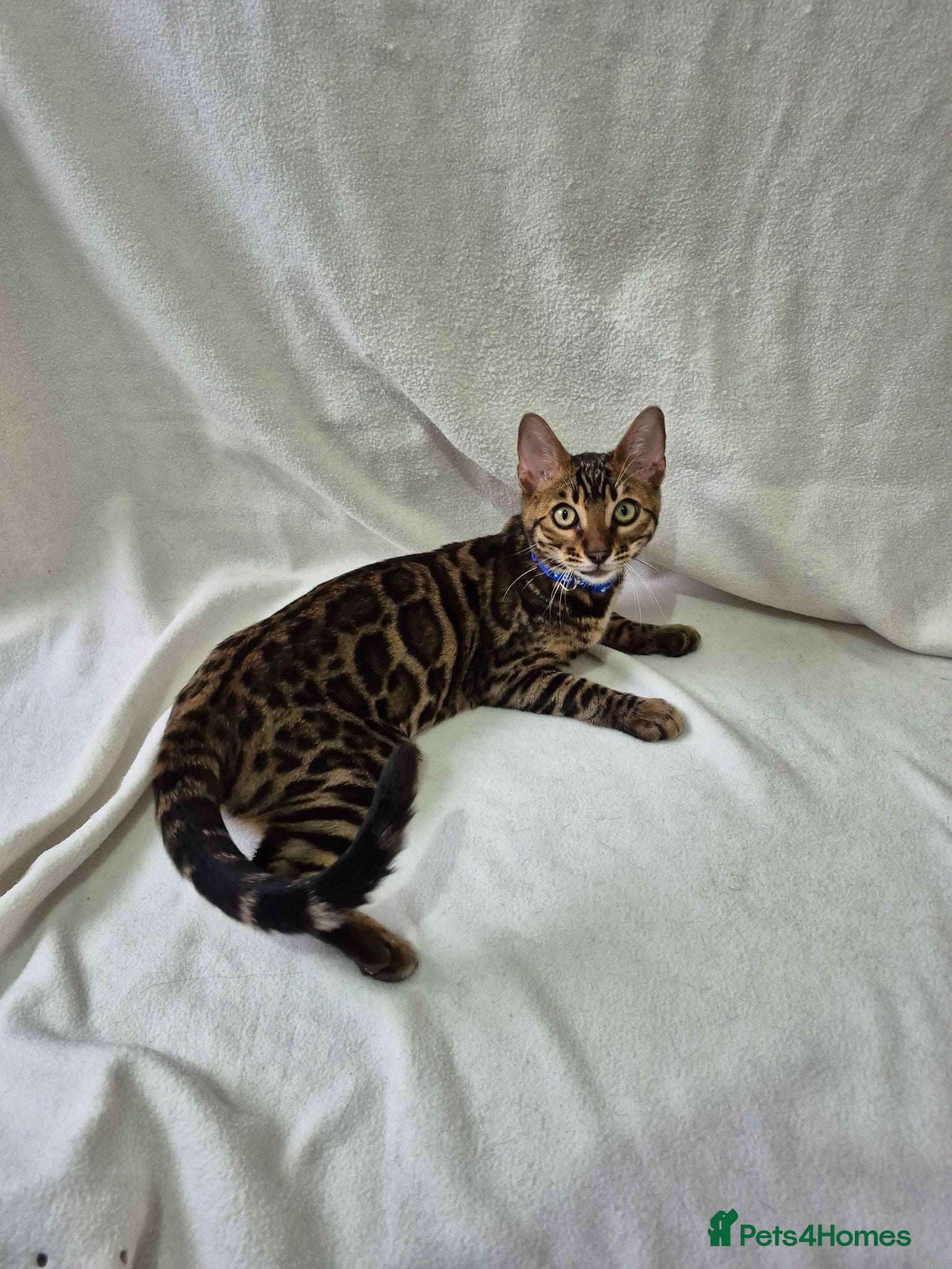 Bengal cats Purebred SUPER CUDDLY Bengal kittens! ONE LEFT!  - Advert 5