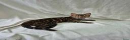 Bengal cats for sale: Purebred SUPER CUDDLY Bengal kittens! ONE LEFT!  - Advert 1