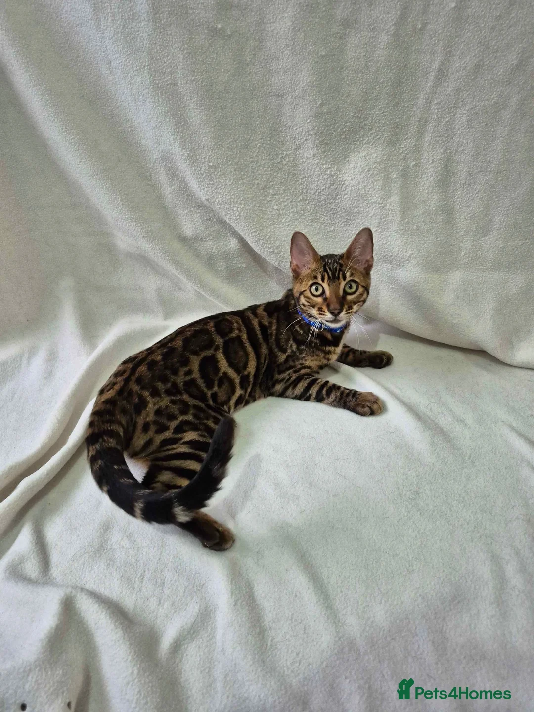 Bengal cats for sale: Purebred SUPER CUDDLY Bengal kittens! ONE LEFT!  - Advert 1