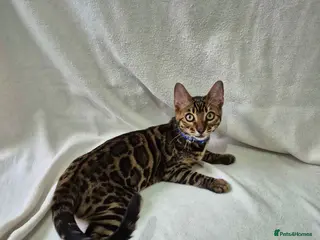 Bengal cats Purebred SUPER CUDDLY Bengal kittens! ONE LEFT! - Advert 5